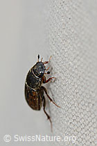 Heptaulacus testudinarius (Blatthornkäfer) (C203415) Heptaulacus testudinarius (Blatthornkäfer) (C203415)