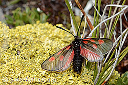 Alpen-Widderchen (Zygaena exulans) auf Flechte (C203438)