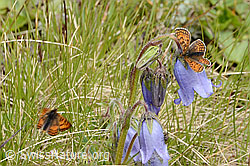 Melitaea athalia on Campanula barbata (C203524) Melitaea athalia on Campanula barbata (C203524)