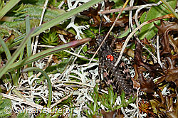 Bohemanella frigida. Nymph. With mites. (C203526)