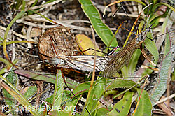 Tipula varipennis (Schnake) (C203574) Tipula varipennis (Schnake) (C203574)