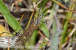 Tipula varipennis (Schnake) (C203579) Tipula varipennis (Schnake) (C203579)