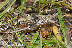 Tipula varipennis (Schnake) (C203582) Tipula varipennis (Schnake) (C203582)