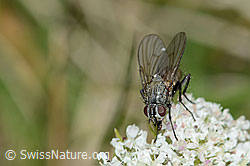 Helina reversio (Echte Fliege)