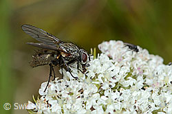 Helina reversio (Echte Fliege) auf Zwerg-Mutterwurz (Ligusticum mutellinoides) (C203615)
