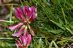 Foto: Alpen-Klee (Trifolium alpinum)