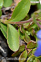 Felsen-Ehrenpreis (Veronica fruticans) (C203705) Felsen-Ehrenpreis (Veronica fruticans) (C203705)