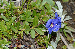 Felsen-Ehrenpreis (Veronica fruticans) (C203707) Felsen-Ehrenpreis (Veronica fruticans) (C203707)