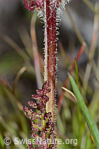 Pedicularis tuberosa (C203718)