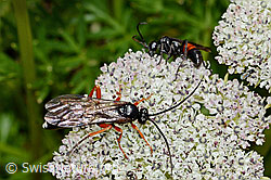 Zwerg-Mutterwurz (Ligusticum mutellinoides)