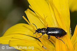 Dasytes obscurus (Wollhaarkäfer) (C203772)