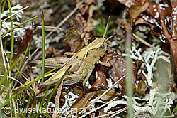 Gomphocerus sibiricus (C203794)