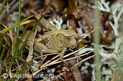 Gomphocerus sibiricus (C203795)