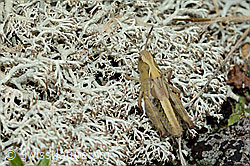 Gomphocerus sibiricus (C203797)