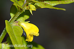 Wald-Wachtelweizen (Melampyrum sylvaticum) (08.08.2021, C203873)