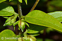 Wald-Wachtelweizen (Melampyrum sylvaticum) (C203874) Wald-Wachtelweizen (Melampyrum sylvaticum) (C203874)