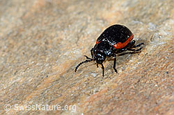 Rotsaum-Blattkäfer (Chrysolina sanguinolenta) (C205046)