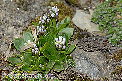 Bläuliche Gänsekresse (Arabis caerulea) (C205060)