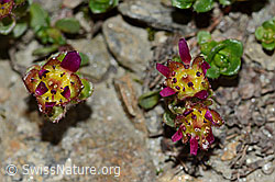 Zweiblütiger Steinbrech (Saxifraga biflora) (C205100)