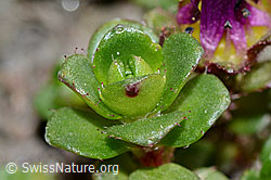 Zweiblütiger Steinbrech (Saxifraga biflora) (C205102)