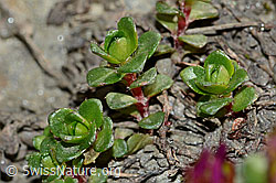 Zweiblütiger Steinbrech (Saxifraga biflora) (C205104)
