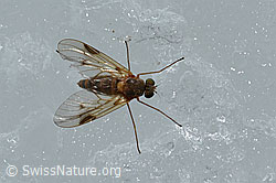 Rhagio lineola (Schnepfenfliege) (08.2021, C205156)
