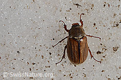 Gerippter Brachkäfer (Amphimallon solstitiale) (08.2021, C205195)