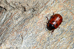 Foto: Gonioctena nivosus (Blattkäfer)