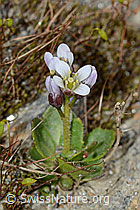 Bläuliche Gänsekresse (Arabis caerulea) (C205264)