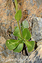 Bläuliche Gänsekresse (Arabis caerulea) (C205272)