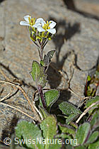 Alpen-Gänsekresse (Arabis alpina) (08.2021, C205274)
