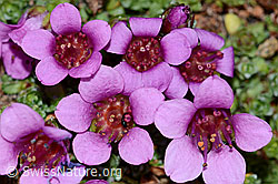 Gegenblättriger Steinbrech (Saxifraga oppositifolia) (C205293) Gegenblättriger Steinbrech (Saxifraga oppositifolia) (C205293)
