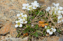 Kurzstängelige Gämskresse (Pritzelago alpina ssp. brevicaulis) (C205322)