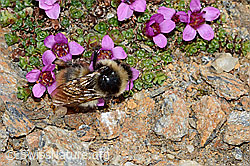 Berglandhummel (Bombus monticola) auf Gegenblättrigem Steinbrech (Saxifraga oppositifolia) (C205427) Berglandhummel (Bombus monticola) auf Gegenblättrigem Steinbrech (Saxifraga oppositifolia) (C205427)