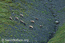 C208770: Gämsen (Rupicapra rupicapra)