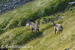 C208778: Gämsen (Rupicapra rupicapra)