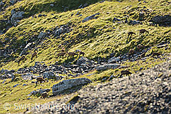 C208780: Gämse (Rupicapra rupicapra)