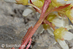Saxifraga paniculata (C208876)