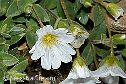 Breitblättriges Hornkraut (Cerastium latifolium) (C208920) Breitblättriges Hornkraut (Cerastium latifolium) (C208920)