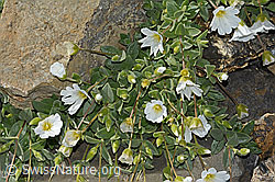 Breitblättriges Hornkraut (Cerastium latifolium) (C208922) Breitblättriges Hornkraut (Cerastium latifolium) (C208922)