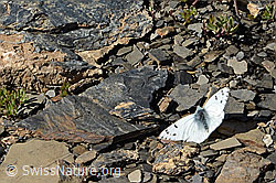 Alpenweissling (Pontia callidice) (C208924)