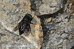 Hybomitra caucasica (Bremse) (C208930) Hybomitra caucasica (Bremse) (C208930)