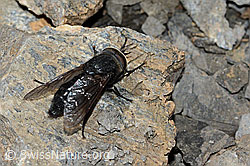 Hybomitra caucasica (Bremse) (C208932) Hybomitra caucasica (Bremse) (C208932)