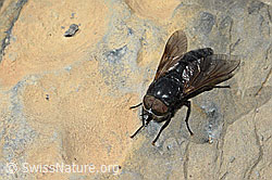 Hybomitra caucasica (Bremse) (C208935) Hybomitra caucasica (Bremse) (C208935)