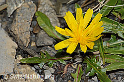 Leontodon montanus (C208947)