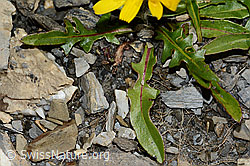 Leontodon montanus (C208948)