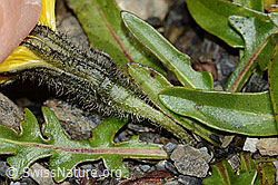 Leontodon montanus (C208950)