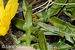 Leontodon montanus (C208951)