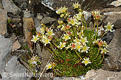 Moschus-Steinbrech (Saxifraga exarata ssp. moschata) (C208977) Moschus-Steinbrech (Saxifraga exarata ssp. moschata) (C208977)