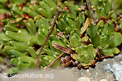 Moschus-Steinbrech (Saxifraga exarata ssp. moschata) (C208979) Moschus-Steinbrech (Saxifraga exarata ssp. moschata) (C208979)